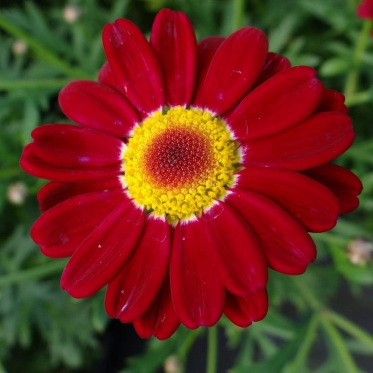 Argyranthemum Daisy Crazy "Meteor Red" - во саксија Ø13